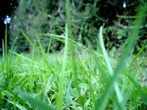 Vista绿色 第三辑_13