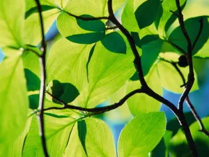 Vista绿色 第三辑_16