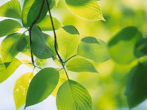 Vista绿色 第三辑_17