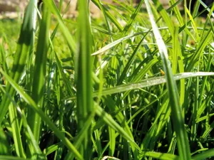 Vista绿色 第二辑_13