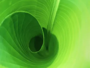 Vista绿色 第二辑_17