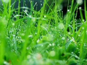 Vista绿色 第二辑_19