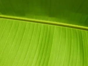 Vista绿色 第一辑_3