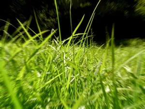 Vista绿色 第一辑_4