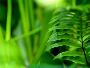 Vista绿色 第一辑_10