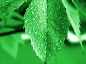 Vista绿色 第一辑_18
