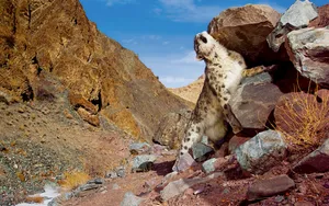 Snow Leopard自带 第二辑_3