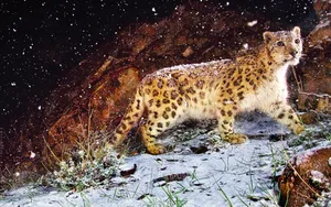 Snow Leopard自带 第一辑_5