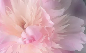 OS X系统自带 第一辑_15