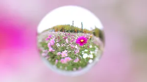 唯美水滴花朵图片_2