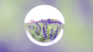唯美水滴花朵图片_3