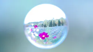 唯美水滴花朵图片_4