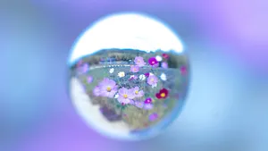 唯美水滴花朵图片_5