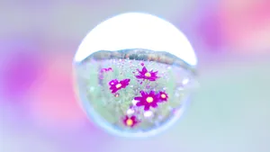 唯美水滴花朵图片_6
