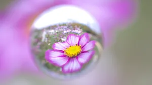 唯美水滴花朵图片_9