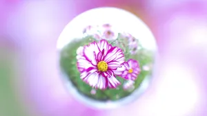 唯美水滴花朵图片_10