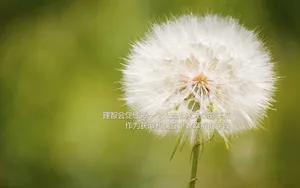 幸福的文字图片_6