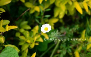 心灵语录文字壁纸_4