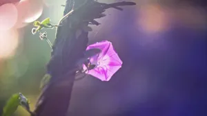 创意摄影桌面壁纸_4