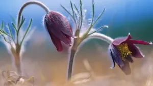 创意摄影桌面壁纸_7