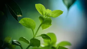 创意摄影桌面壁纸_9