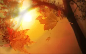 宽屏设计 第四辑_11