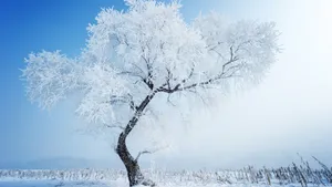 唯美冬季意境雪景壁纸_2