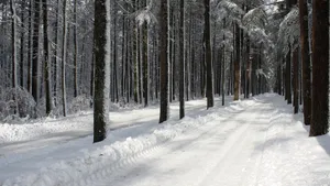 大雪后的山间道路图片_6