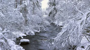 冬季雪景图片壁纸_5