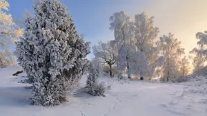 冬季雪景图片壁纸_8