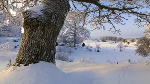 冬季雪景图片壁纸_11