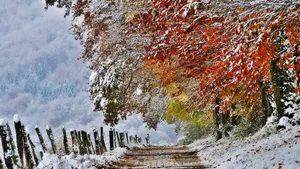 寒夜初雪景色壁纸_5