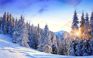 森林雪景桌面壁纸_3