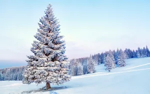 森林雪景桌面壁纸_4