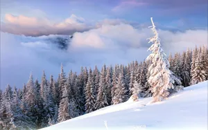 森林雪景桌面壁纸_5