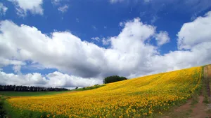 田园唯美风光电脑壁纸_16