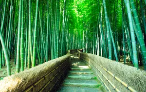 山间小路风景壁纸_6