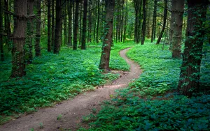 山间小路风景壁纸_10