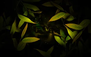 宽屏FWA 第九辑_12