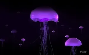 宽屏FWA 第五辑_10