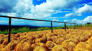 印尼巴厘岛图片_8