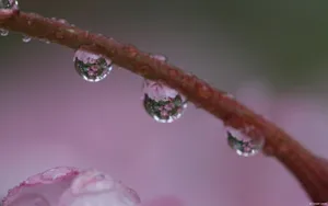 生命之源风景壁纸_12
