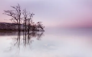 清晨朦胧风景壁纸_4