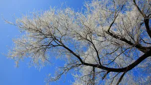 吉林雾凇岛风景壁纸_8