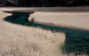 风中摇曳的芦苇图片_2