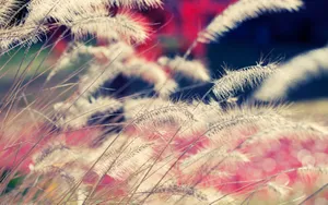 风中摇曳的芦苇图片_3