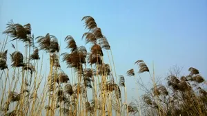 风中摇曳的芦苇图片_12