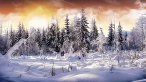 雪景图片大全_9