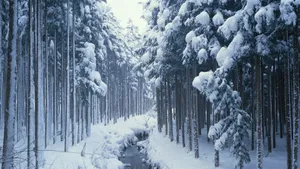 雪景图片大全_18