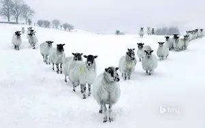 2013年Bing12月风景壁纸_16